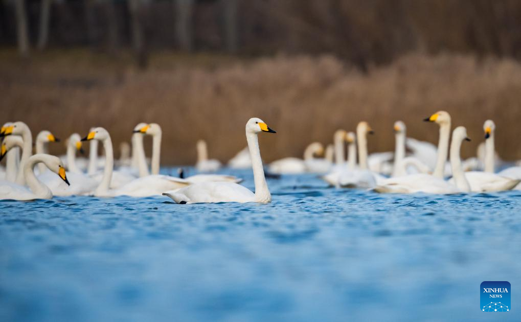 Foto por Zhao Yongtao/Xinhua