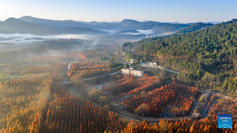 Veja imagens do belo amanhecer no pântano de metasequoias em Kunming, na Província de Yunnan