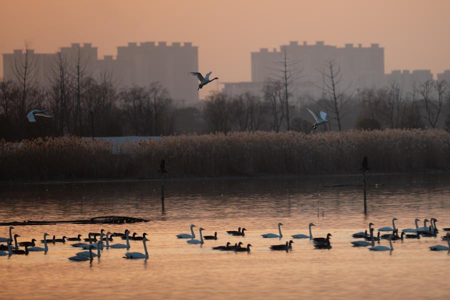 (Multimídia) China relata melhoria no ambiente ecológico em 2025