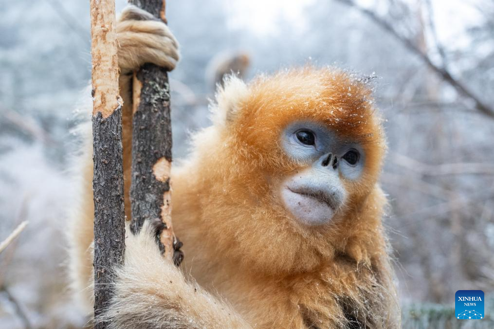 Xinhua/Du Zixuan