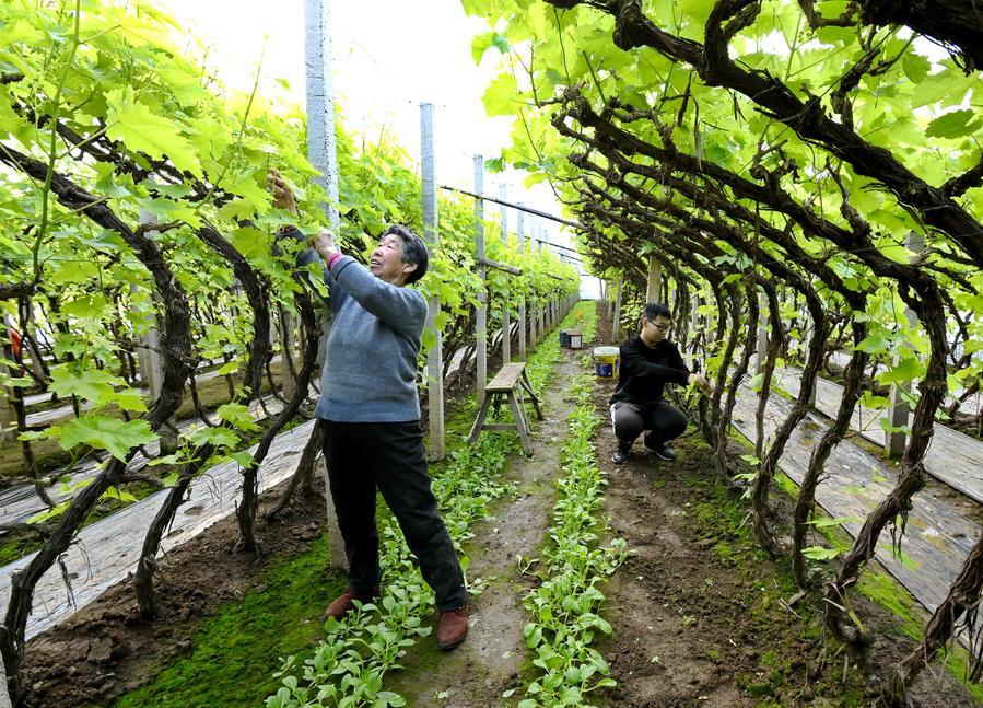 (Multimídia) China detalha medidas para avançar ainda mais na modernização agrícola e na revitalização rural