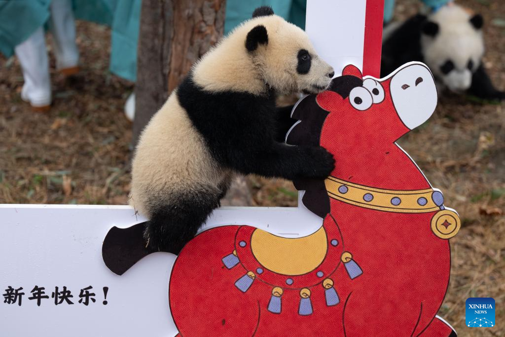 30 filhotes de panda gigante são mostrados ao público em Chengdu para celebrar a Festa da Primavera
