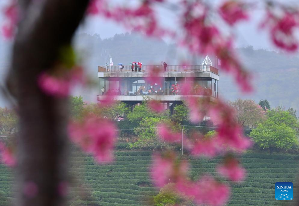 Província chinesa de Fujian desenvolve sistema diversificado de cerejeiras para impulsionar a "economia da primavera"