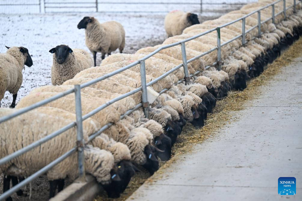 Melhoramento genético transforma produtividade da ovinocultura no Distrito de Manas, em Xinjiang