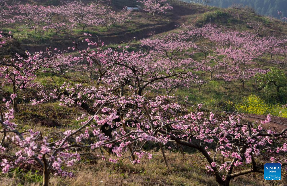 Pessegueiros floridos encantam visitantes em Chengdu, na Província de Sichuan