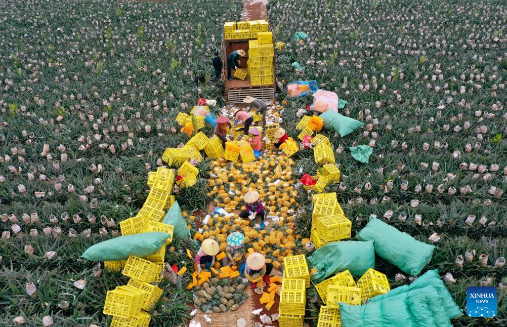 Agricultores embalam abacaxis na Vila de Dapo, na província chinesa de Hainan