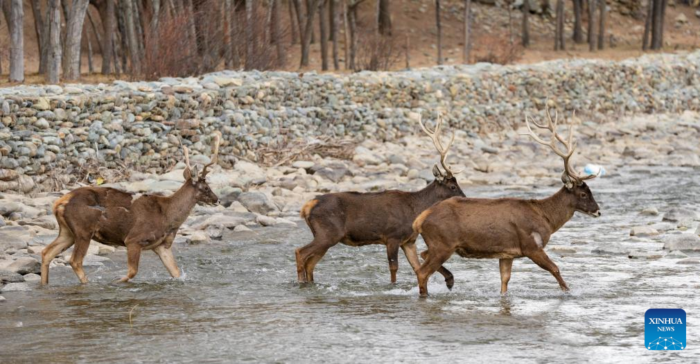 Restauração ecológica impulsiona aumento da população de cervos-de-lábios-brancos em Xizang