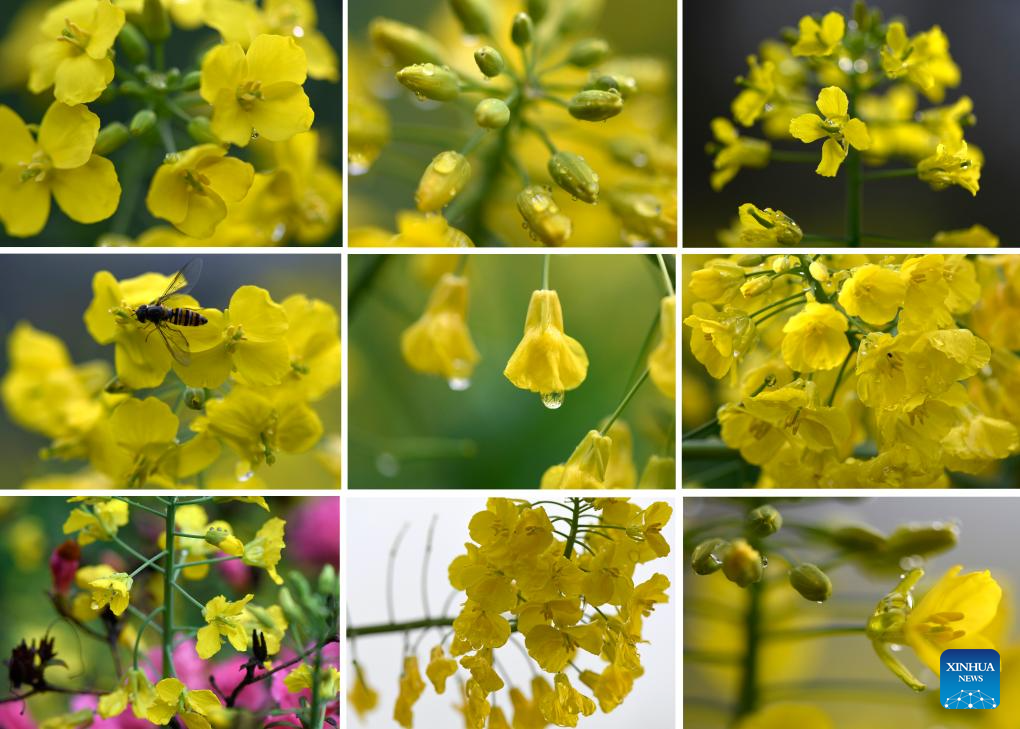 Florada de canola embeleza paisagem em Jiangxi, no leste da China