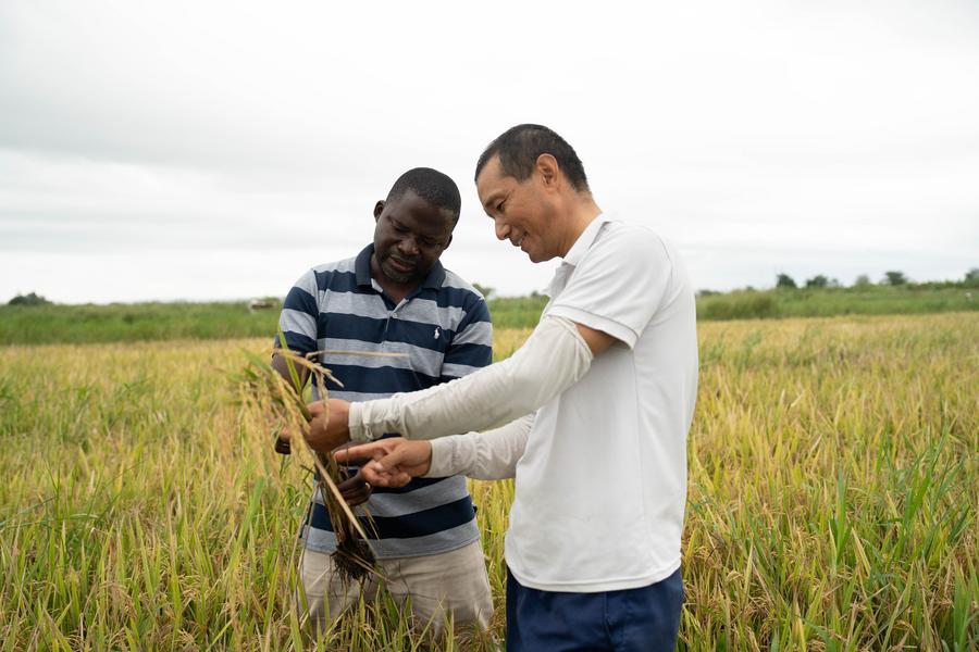 (Multimídia) Especialistas agrícolas chineses ajudam a melhorar produtividade agrícola em Moçambique