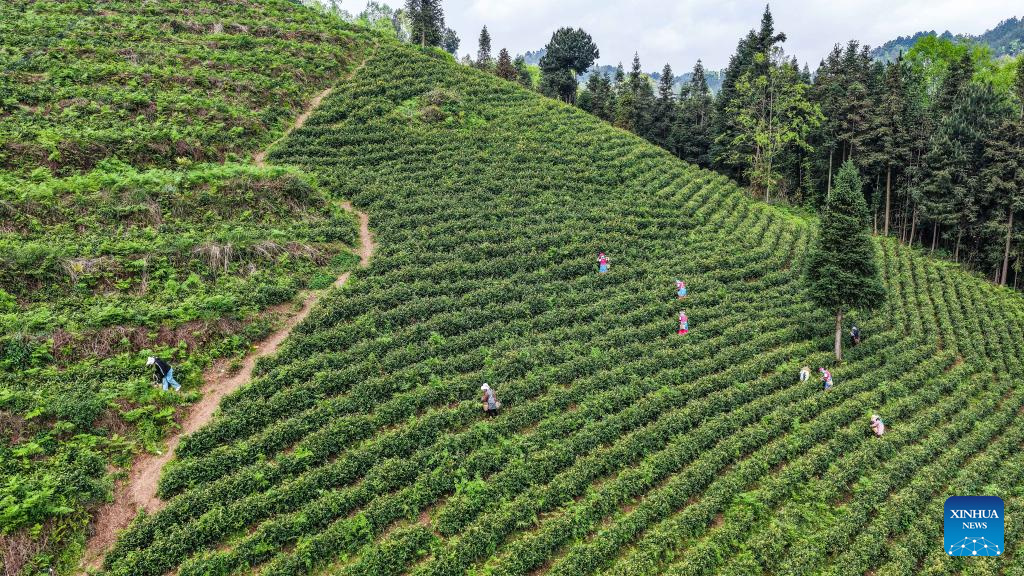 Agricultoras colhem folhas de chá em montanha no Distrito Especial de Liuzhi, em Guizhou