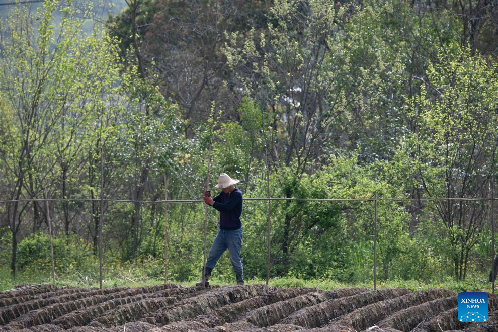 Agricultores avançam no plantio de gengibre branco em Tongling, na província chinesa de Anhui