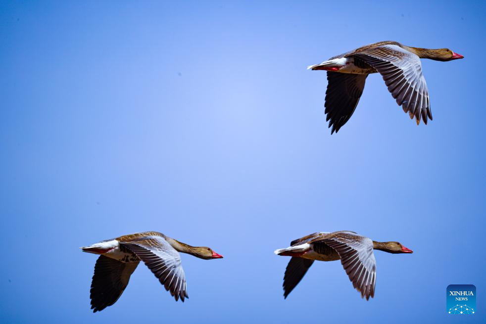 Ninhos ecológicos protegem aves migratórias e linhas de energia em Xinjiang
