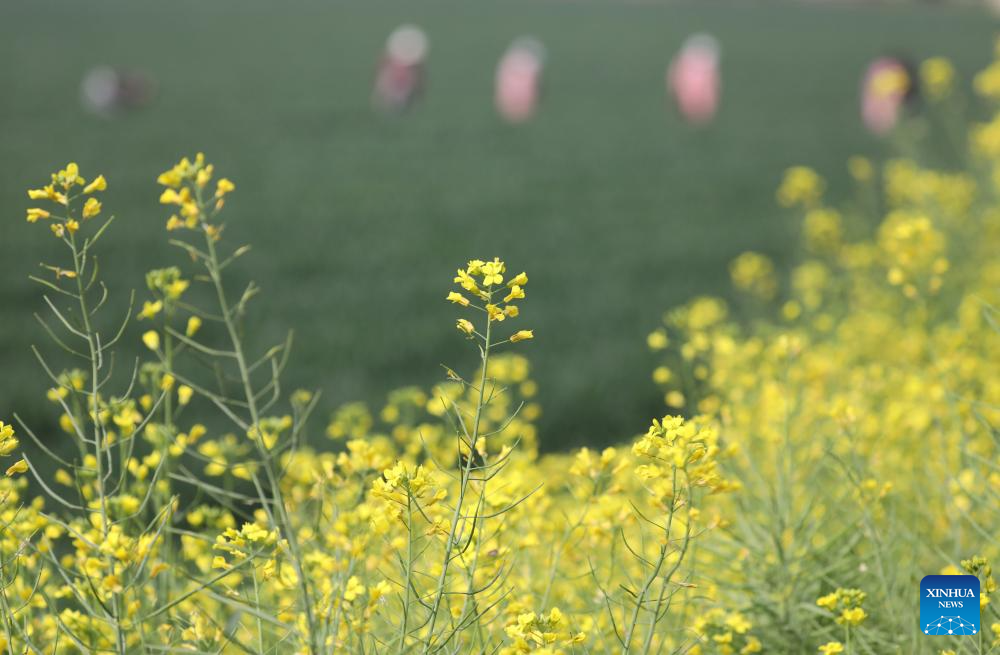 Plantio da primavera avança a todo vapor pela China