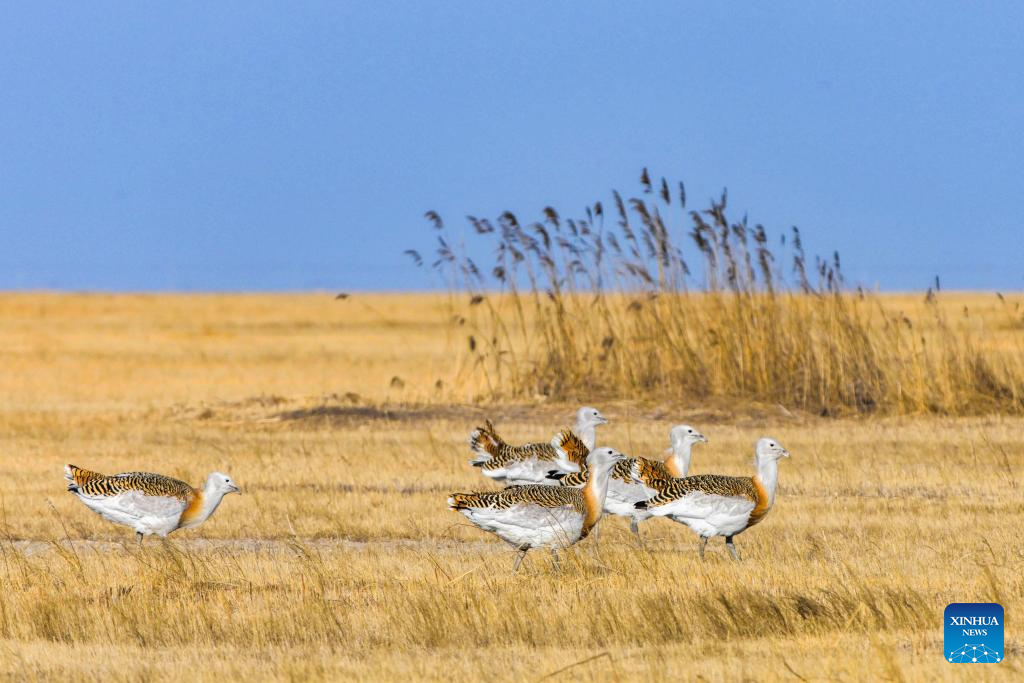 Abetardas-grandes são avistadas em Heilongjiang, no nordeste da China