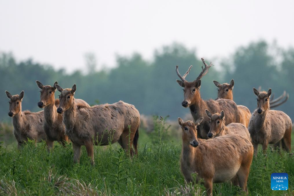 Reserva natural nacional na província chinesa de Hubei se torna habitat ideal para cervos-milu
