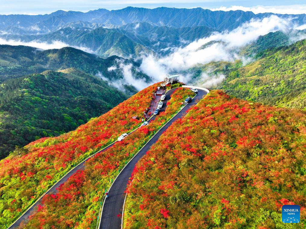 Azaleias em plena floração atraem visitantes de toda a China