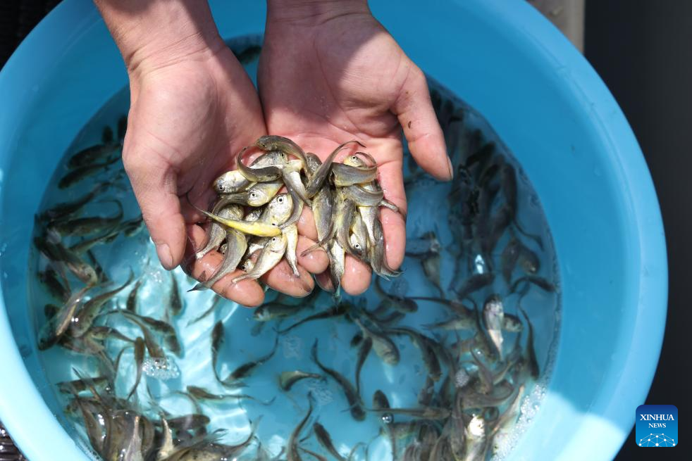 2,5 bilhões de alevinos de corvina-amarela serão soltos em Ningde, na província chinesa de Fujian