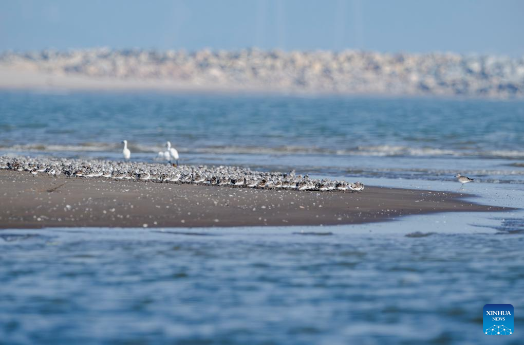 Aves migratórias marcam presença no pântano do estuário do Rio Minjiang, no sudeste da China