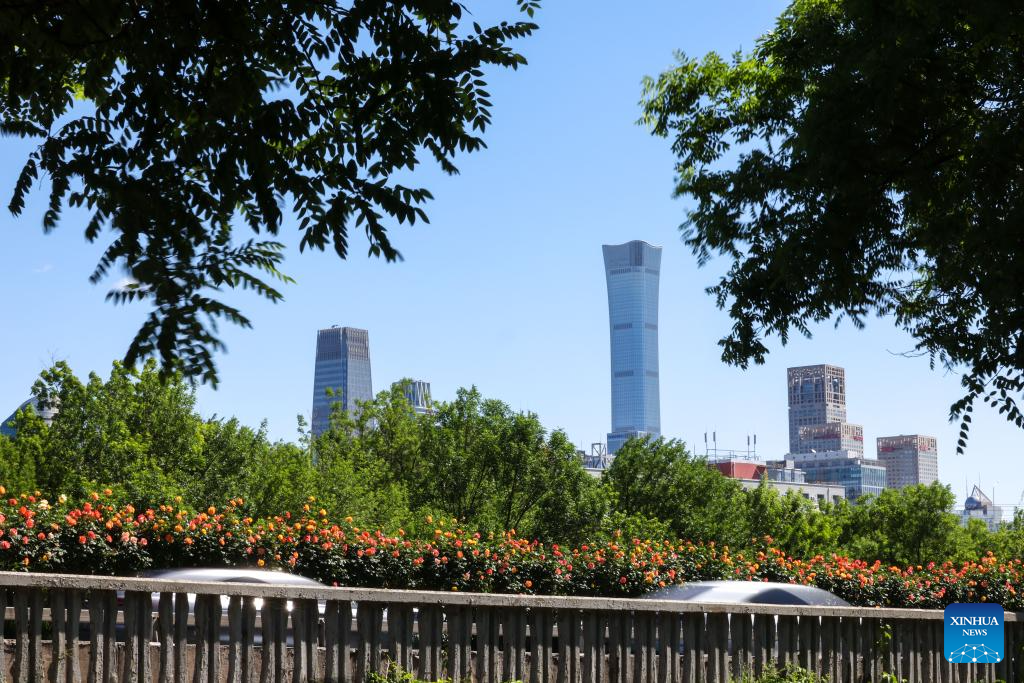 Rosas chinesas floridas enfeitam ruas de Beijing no início do verão