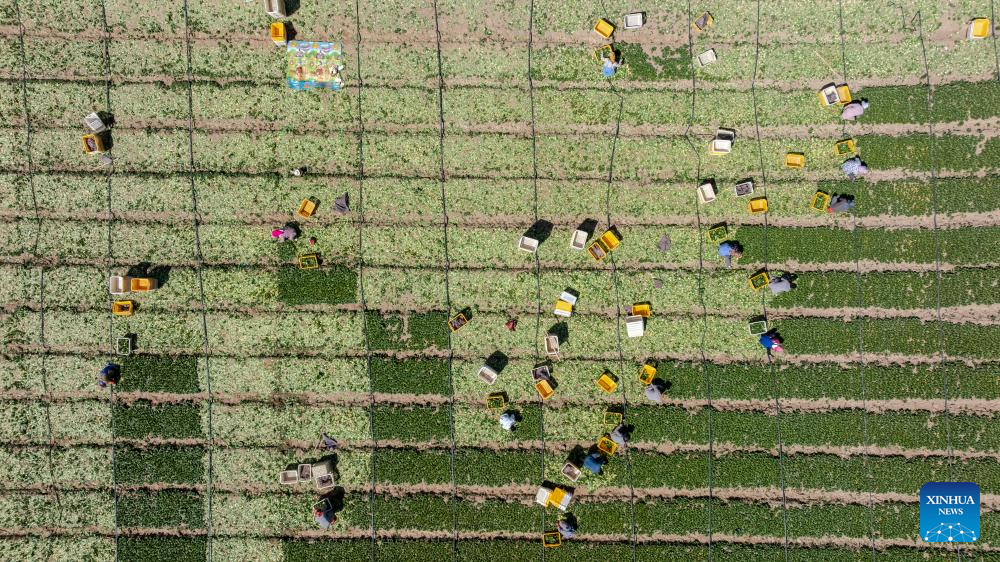 Distrito chinês de Helan entra na temporada de colheita da primeira safra de vegetais de estação fria