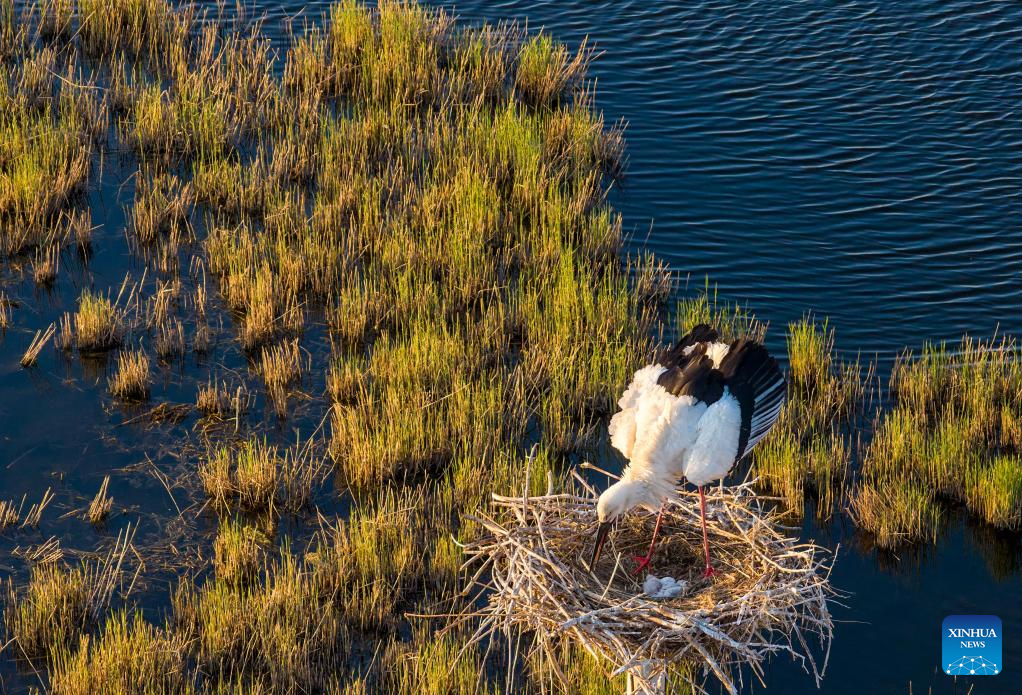 Aves migratórias em Heilongjiang entram no período reprodutivo