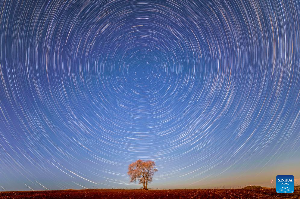 Flores desabrocham sob o céu estrelado de Heilongjiang, no nordeste da China