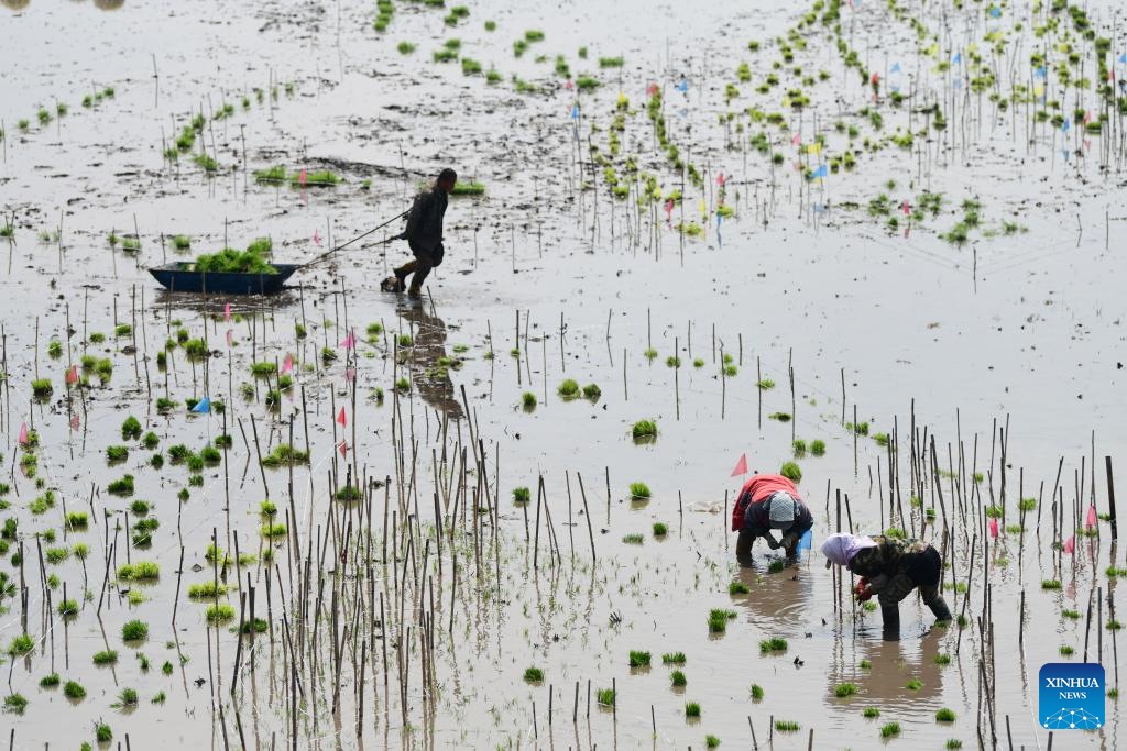Província chinesa de Heilongjiang entra na "época de ouro" do transplante de mudas de arroz