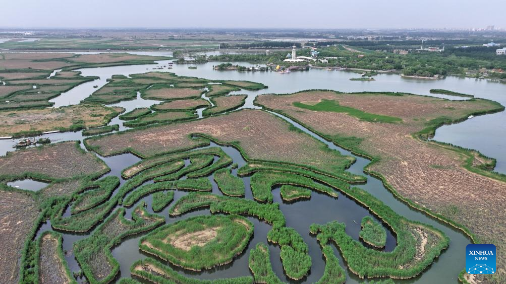 Chegada do verão transforma paisagem do Parque Nacional do Pântano do Lago Mingcui, em Ningxia, noroeste da China