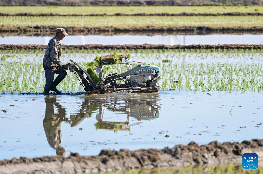 Agricultores transplantam mudas de arroz em Xinjiang, no noroeste da China