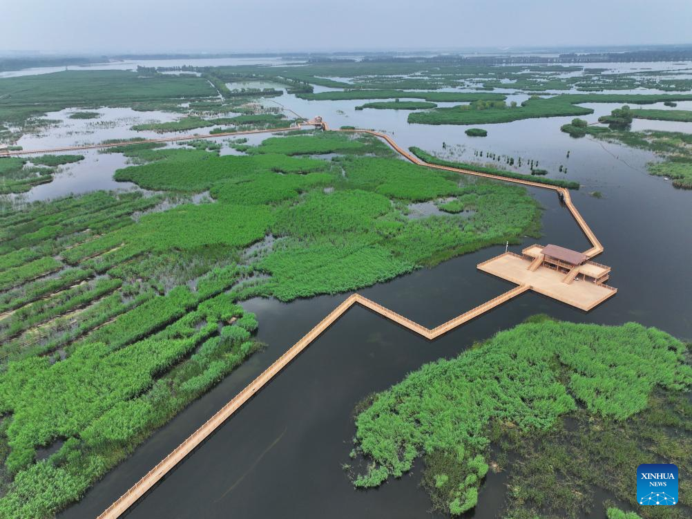 Verão transforma paisagens do Lago Baiyangdian, na Nova Área de Xiong'an