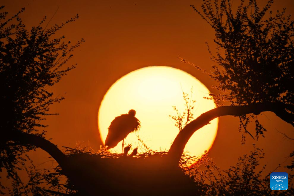 Aves migratórias se instalam em pântanos em Heilongjiang, nordeste da China