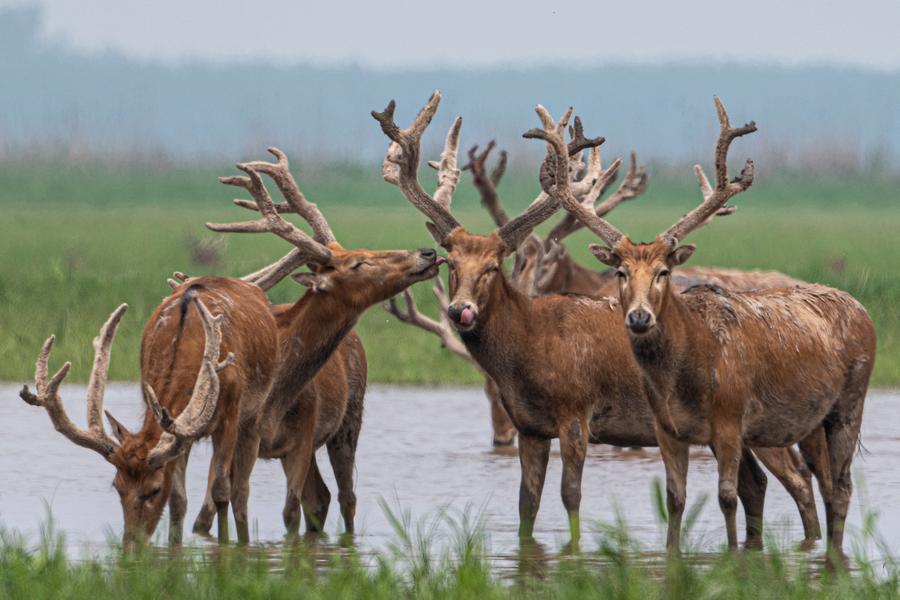 (Multimídia) China registra aumento continuado das populações selvagens de espécies ameaçadas de extinção