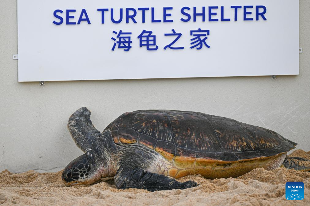 Novo brigo para tartarugas marinhas na província chinesa de Hainan reforça proteção da espécie