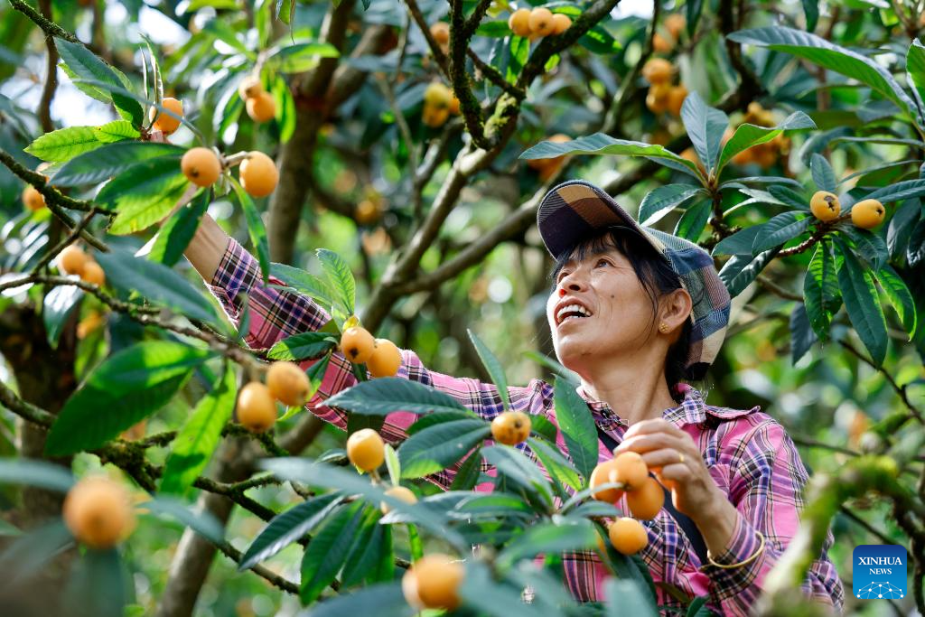 Agricultores colhem nêsperas no Distrito de Shexian, na província chinesa de Anhui