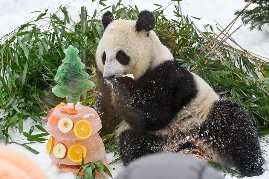Destaque: Pandas em Moscou encantam visitantes e tratadores