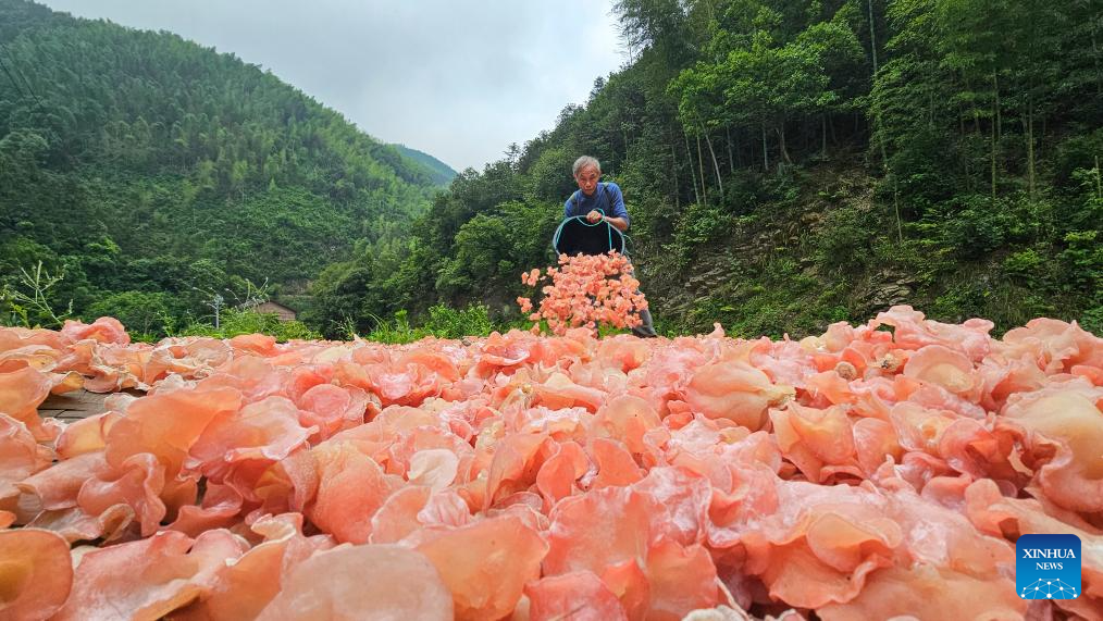 Distrito chinês de Shuangpai desenvolve economia subflorestal e ampla renda de agricultores