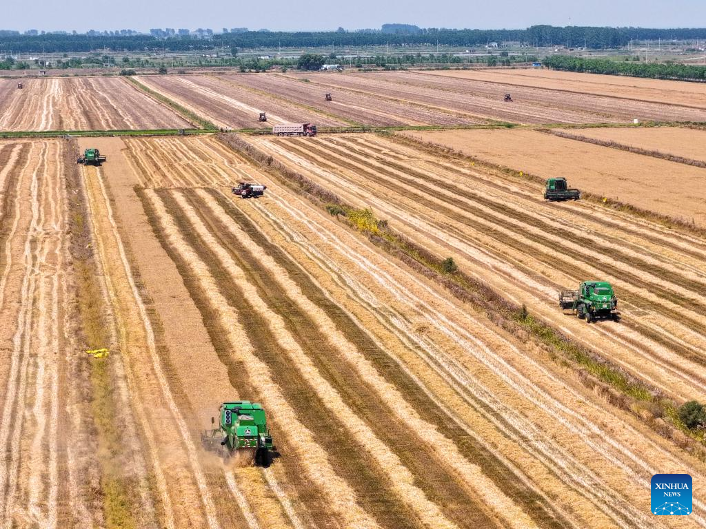 Agricultores iniciam colheita de trigo em Xuyi, na Província de Jiangsu, leste da China