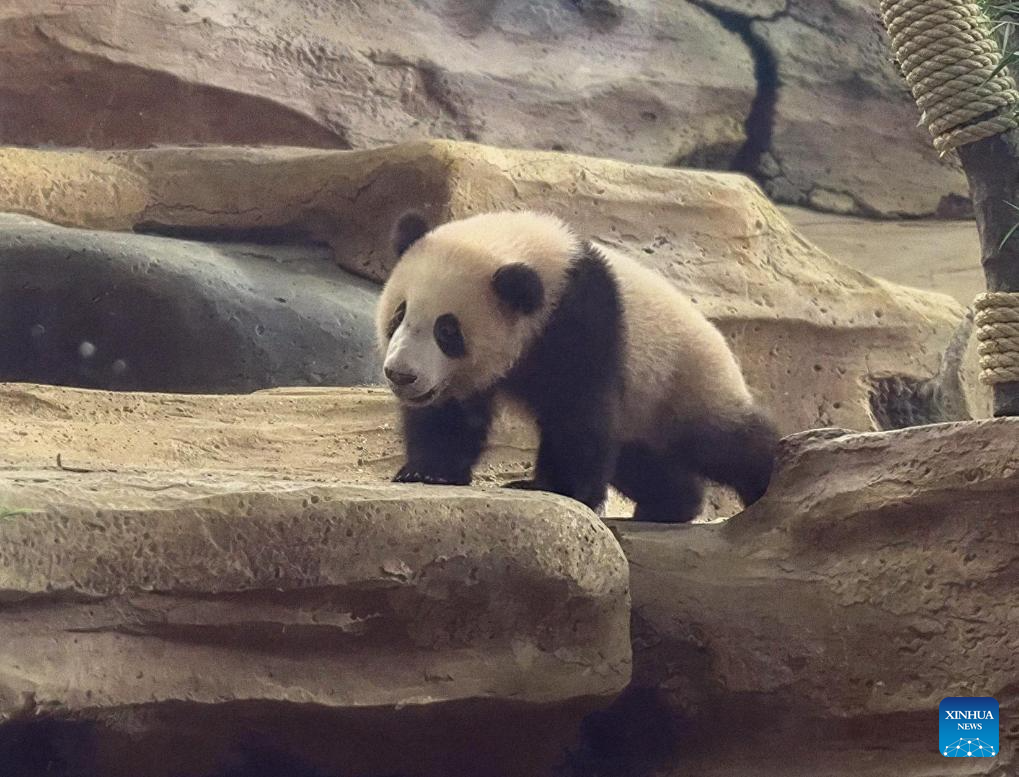 Filhote de panda gigante nascido na Indonésia faz estreia pública