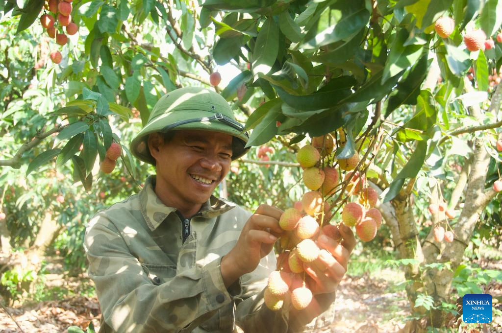 Comunidade Ásia-Pacífico: Agricultores vietnamitas estão esperançosos por lucros expressivos com início das exportações de lichia para a China