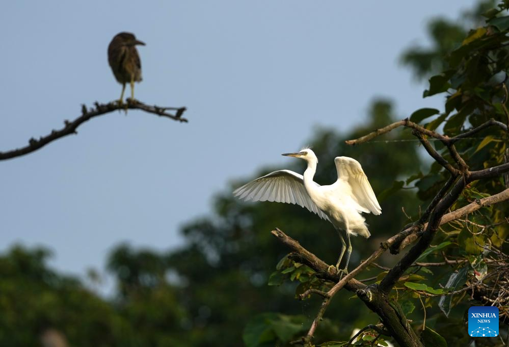 Milhares de aves aquáticas habitam o Lago Longshui no Distrito de Dazu, em Chongqing, sudoeste da China