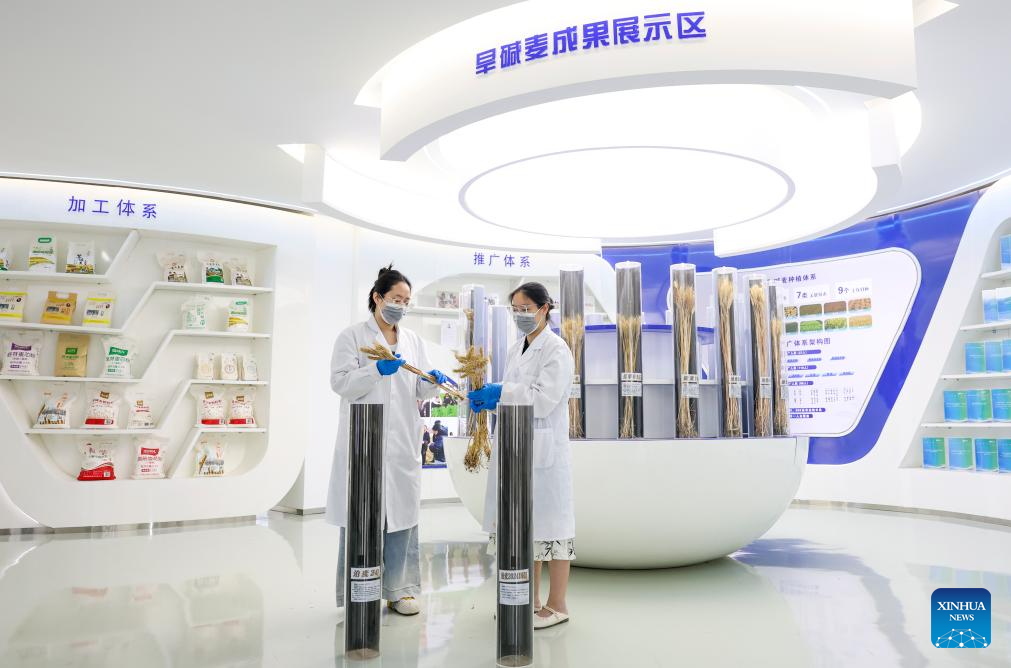 Cidade chinesa de Cangzhou transforma terras salino-alcalinas em campos produtivos de trigo