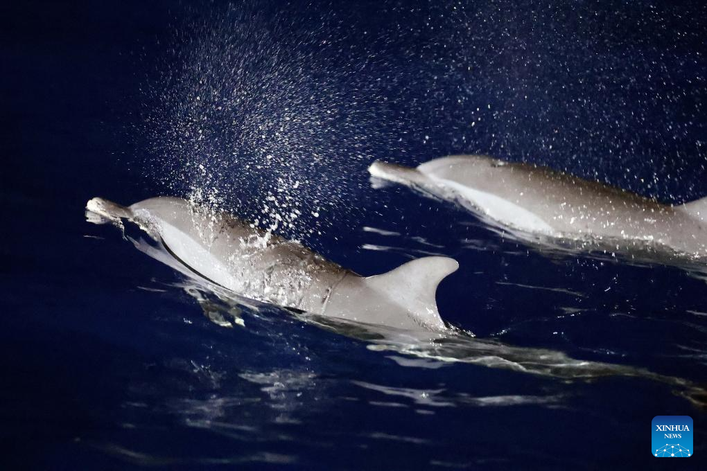 Cardume de golfinhos no Mar do Sul da China reflete recuperação ecológica