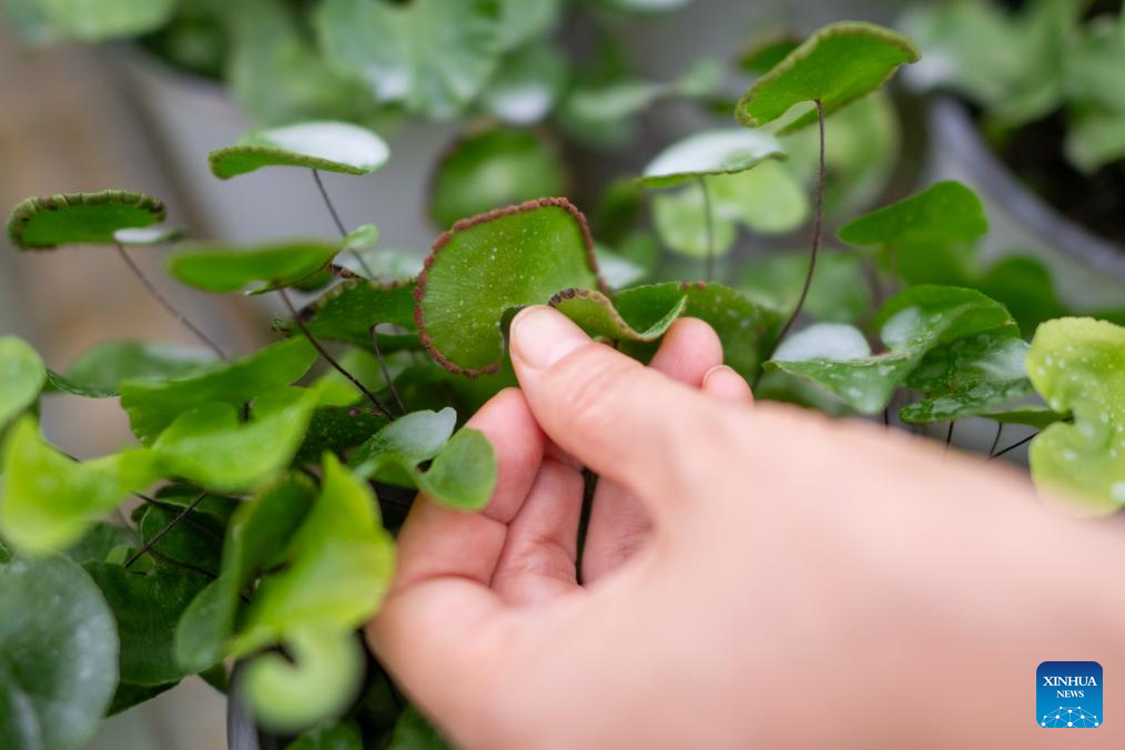 Instituto de pesquisa de plantas raras em Yichang preserva biodiversidade da região do Rio Yangtzé