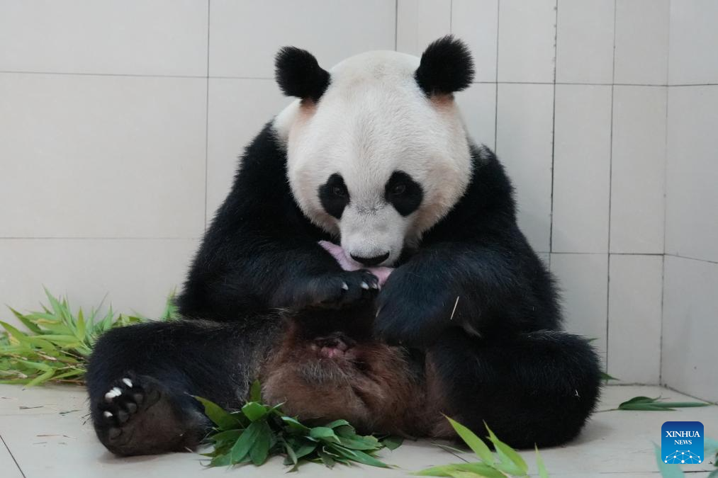 Panda gigante En En e seu filhote são fotografados na base de Shenshuping em Sichuan, sudoeste da China