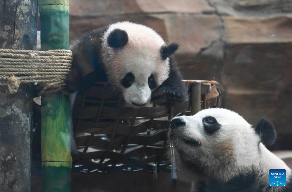 Comunidade Ásia-Pacífico: Panda de 6 meses fortalece amizade entre China e Indonésia