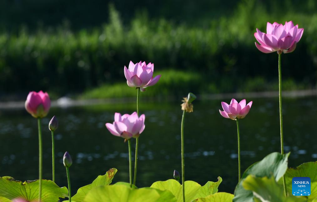 Desabrochar das flores de lótus embeleza parques e lagos na China