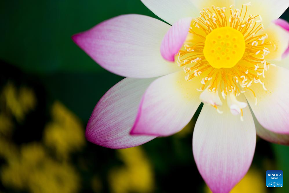 26º Festival da Flor de Lótus de Macau traz cores e perfume à cidade
