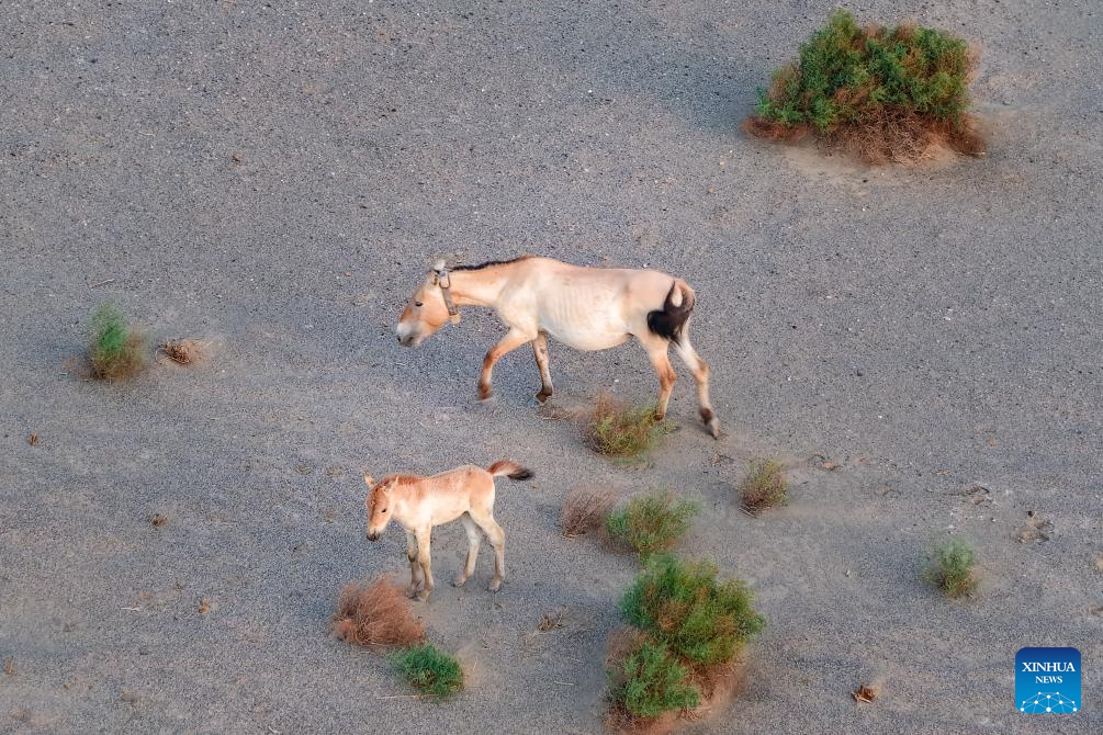 Dez potros de cavalo-de-Przewalski nascem na Reserva do Lago Oeste de Dunhuang, no noroeste da China