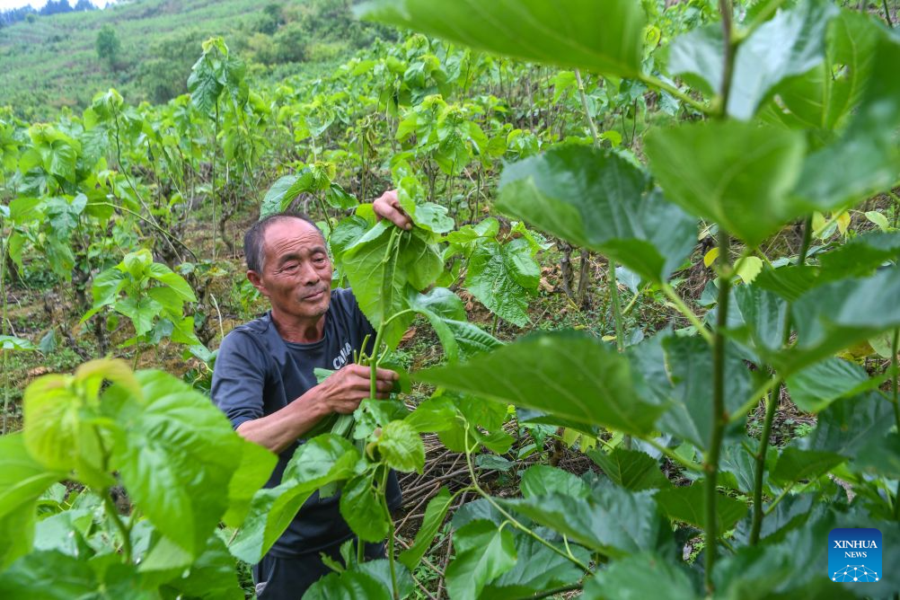 Colheita de casulos de bicho-da-seda da primavera começa em Qianjiang, em Chongqing