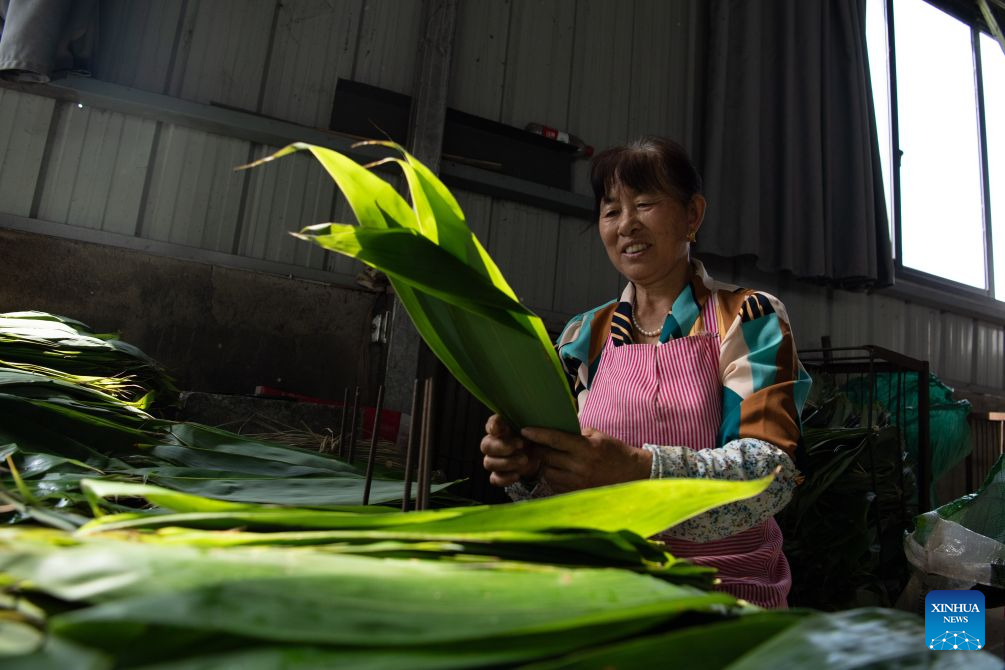 Aldeias em Anhui aproveitam folhas de bambu para expandir a indústria tradicional de zongzi